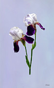 Twin Irises Maroon and White Photograph by Susan Savad Twin Irises Maroon and White Photograph by Susan Savad