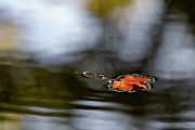 Twin Lakes Red Photograph by Kevin Suttlehan Twin Lakes Red Photograph by Kevin Suttlehan