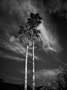 Twin Palms at Square One Ranch Photograph by Grey Coopre Twin Palms at Square One Ranch Photograph by Grey Coopre