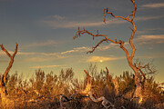 Moonrise Through Twisted Trees - Guadalupe River State Park Photograph by Brigitte Blanchette Thompson Moonrise Through Twisted Trees - Guadalupe River State Park Photograph by Brigitte Blanchette Thompson