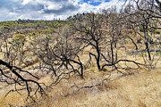 Twisted Sisters Photograph by Jon Exley