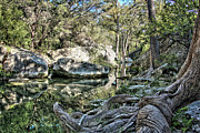 Twisted Texas Photograph by Texas Picture Archive