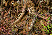 Tangled Tree Roots at Dinosaur Valley State Park Photograph by Brigitte Blanchette Thompson Tangled Tree Roots at Dinosaur Valley State Park Photograph by Brigitte Blanchette Thompson