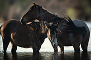 Two Cute Horses Photograph by Shannon Hastings