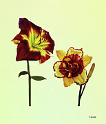 Two Daylilies having a Chat Photograph by Susan Savad Two Daylilies having a Chat Photograph by Susan Savad
