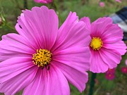 Two For One Flower Photograph by Catherine Wilson
