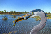 Two for One Digital Art by Jerry Dalrymple