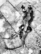 Two Lizards on Stone Path Digital Art by Bruce Block