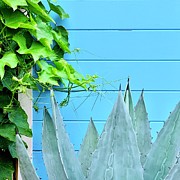 Two Plants Photograph by Julie Gebhardt