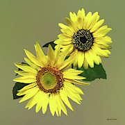 Two Sunflowers, The Same Yet Different Photograph by Susan Savad Two Sunflowers, The Same Yet Different Photograph by Susan Savad