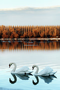 Two swans in love Photograph by Jelena Jovanovic Two swans in love Photograph by Jelena Jovanovic