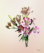 Two Varieties of Pink Lilies Photograph by Susan Savad Two Varieties of Pink Lilies Photograph by Susan Savad