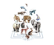 Types of mammals. Digital Art by Album