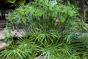 Umbrella Plant Surrounds Serene Fountain in Garden Oasis Photograph by Brigitte Blanchette Thompson Umbrella Plant Surrounds Serene Fountain in Garden Oasis Photograph by Brigitte Blanchette Thompson