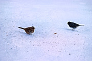 Under the Feeder Photograph by Mike Smale Under the Feeder Photograph by Mike Smale