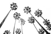 Under the Palm Trees #6 #tropical #wall #art  Photograph by Anitas and Bellas Art