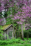 Under the Redbuds 2 Photograph by Rudy Viereckl