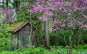 Under the Redbuds Photograph by Rudy Viereckl