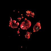Under The Skin Red Photograph by Sharon Popek Under The Skin Red Photograph by Sharon Popek