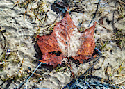 Underwater Photography - Delaware River  Photograph by Amelia Pearn