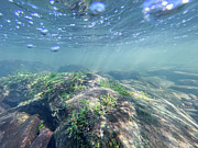 Underwater Scene - Upper Delaware River 1 Photograph by Amelia Pearn