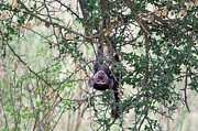Upside Down Baboon Photograph by Ian Stotesbury