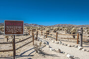 USA, California, Joshua Tree National Park, protected path leading to the Cholla Cactus garden Photograph by Daniele SCHNEIDER