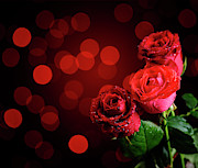 Valentine Roses Photograph by Jelena Jovanovic