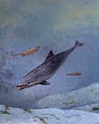 Vaquita Painting by Barry Kent MacKay Vaquita Painting by Barry Kent MacKay