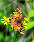 Variegated Fritillary Butterfly DIN0383 Photograph by Gerry Gantt Variegated Fritillary Butterfly DIN0383 Photograph by Gerry Gantt