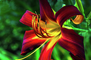 Velvety Red Daylily Photograph by Amy Dundon