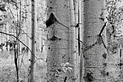 Magical Aspen Grove Photograph by Ryan Workman Photography Magical Aspen Grove Photograph by Ryan Workman Photography