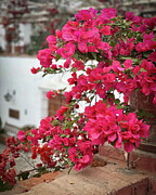 Vibrant Flowers Photograph by Leslie Brashear