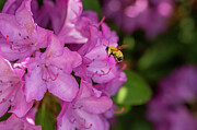 Vibrant pink flowers bloom as a bee hovers nearby Photograph by Dan Friend