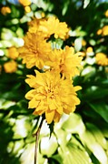 Vibrant Yellow Flowers in Focus Photograph by Travel Essayist