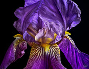 View Inside A Purple Iris Photograph by Endre Balogh View Inside A Purple Iris Photograph by Endre Balogh