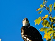 Vigilant Osprey  Photograph by Photobuphs Nature Photography