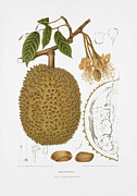 Vintage botanical illustrations - Durian Drawing by Madame Berthe Hoola van Nooten