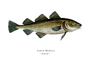 Vintage Fish Illustration - Atlantic Cod Digital Art by Studio Grafiikka