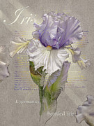 Violet and White Iris Graphic Digital Art by Mark Mille Violet and White Iris Graphic Digital Art by Mark Mille