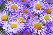 Violet Asters Mixed Media by Alex Mir