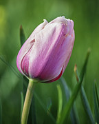 Violet Tulip Photograph by Mark Mille Violet Tulip Photograph by Mark Mille