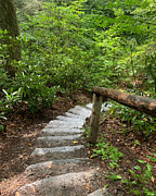 Visit Nature in NC Photograph by Lee Darnell