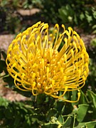 Vivid Protea in Kirstenbosch Botanical Garden Photograph by Travel Essayist