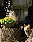 Vixen watches Photograph by Rudy Viereckl Vixen watches Photograph by Rudy Viereckl