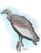 Vulture Drawing by Kenneth Stock
