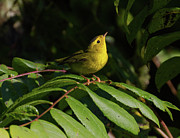 Keep Looking Up Photograph by Chris Scroggins