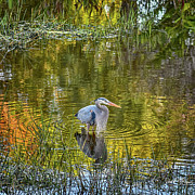 Wakodahatchee Wetlands Great Blue Heron Photograph by David McKinney Wakodahatchee Wetlands Great Blue Heron Photograph by David McKinney