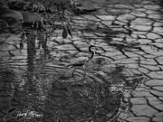 Wading Blue Heron Photograph by David McKinney Wading Blue Heron Photograph by David McKinney