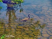Wading Heron Color Photograph by David McKinney Wading Heron Color Photograph by David McKinney